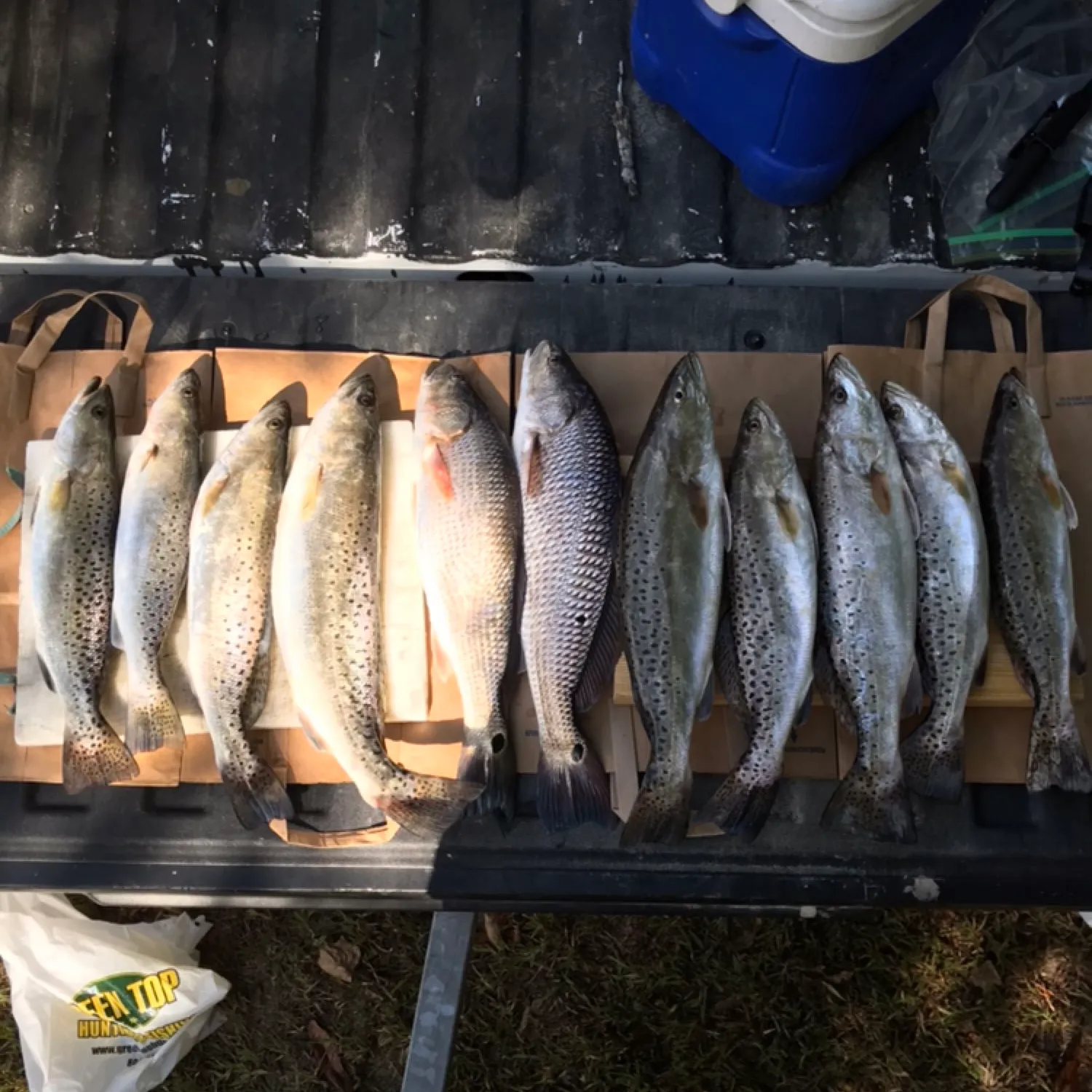 recently logged catches