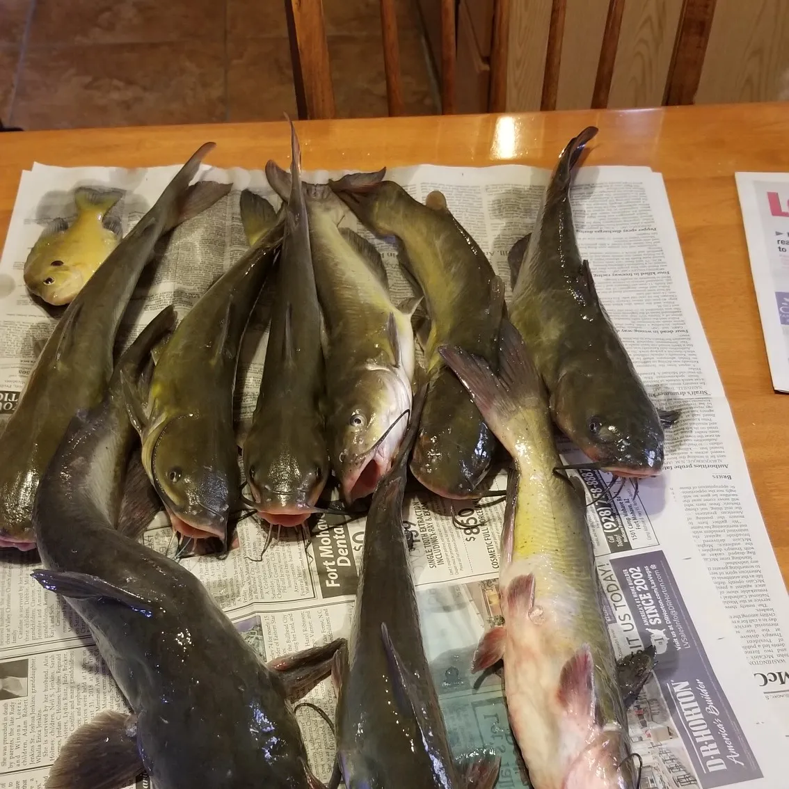 recently logged catches