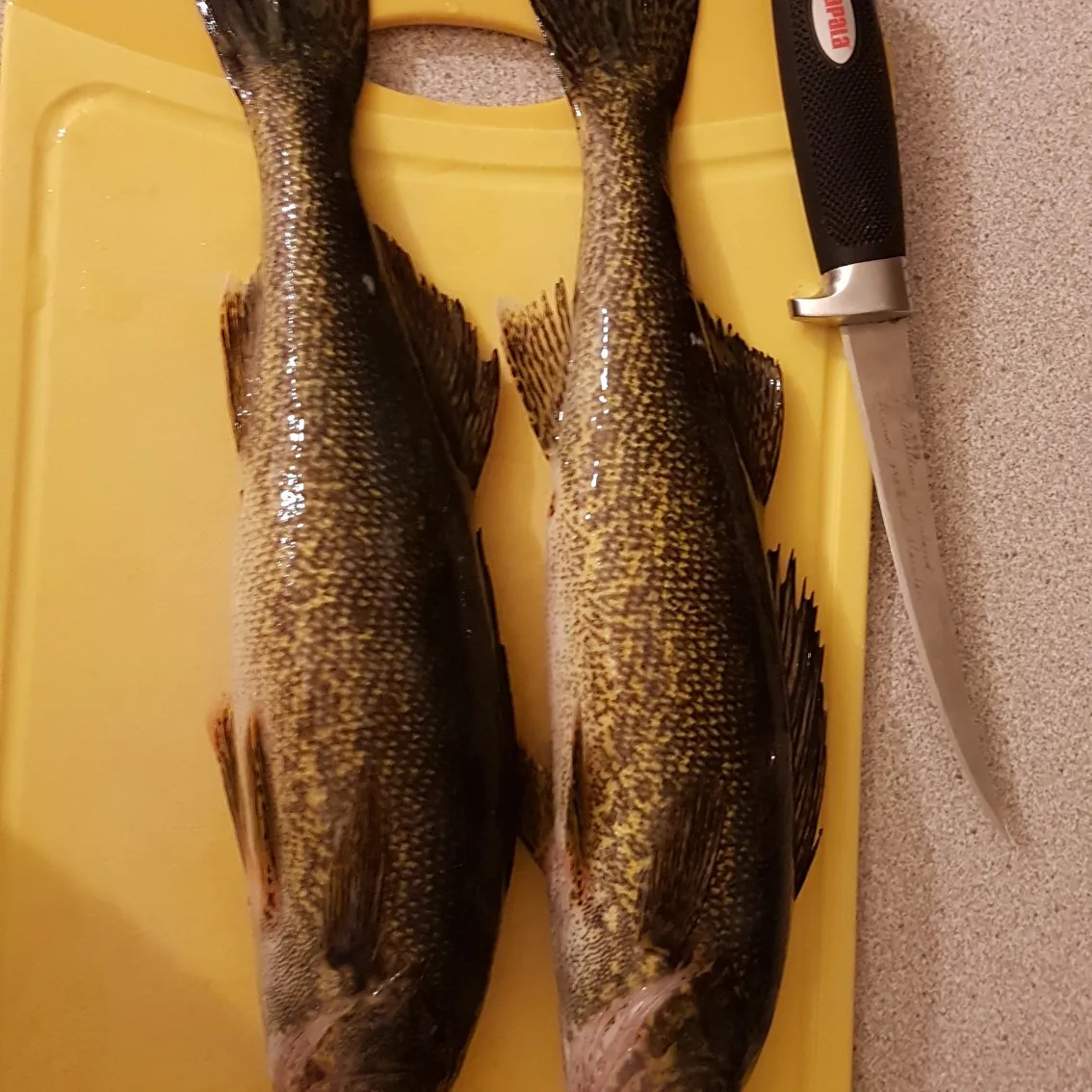 recently logged catches