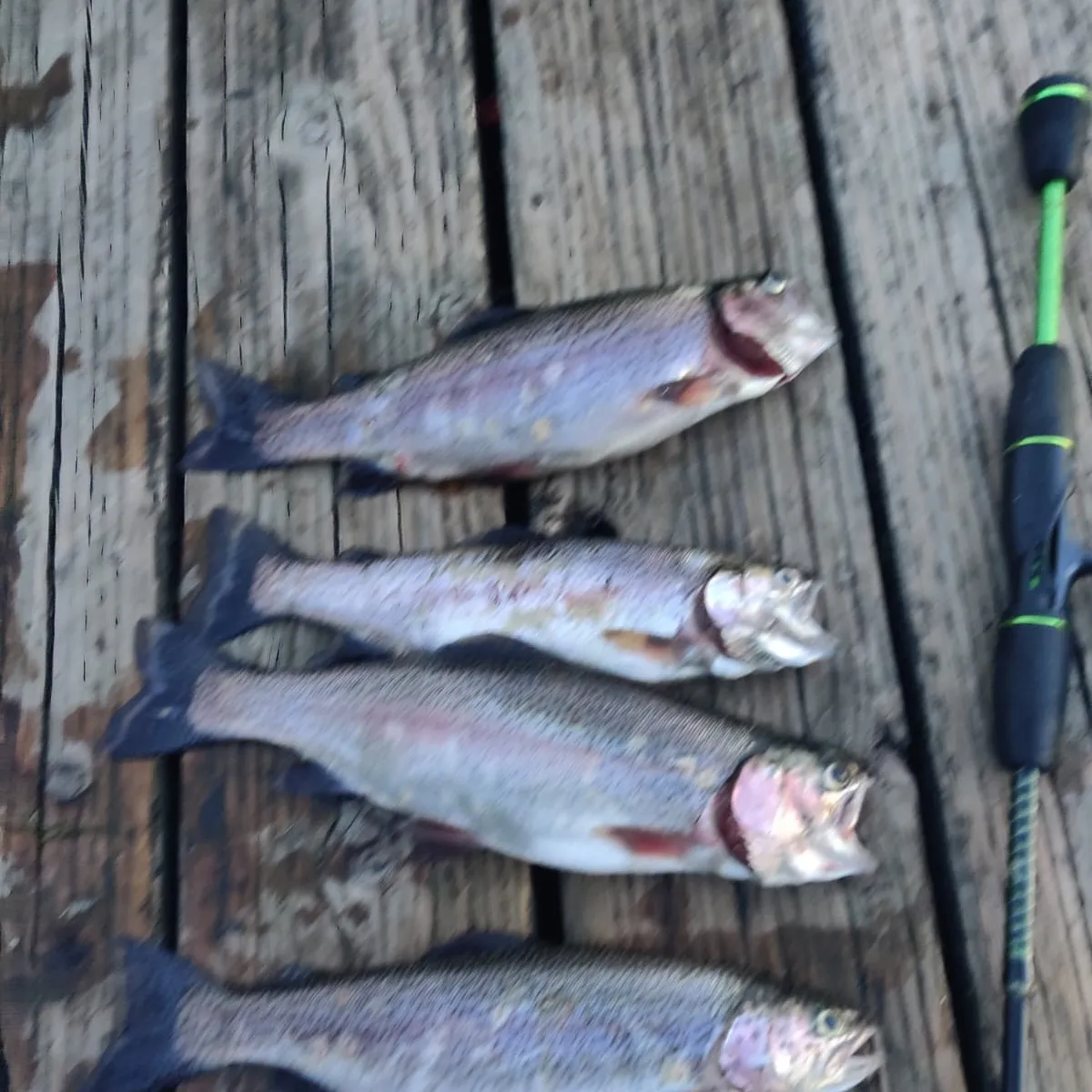 recently logged catches