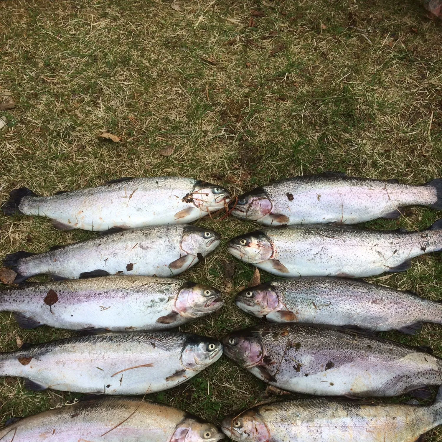 recently logged catches