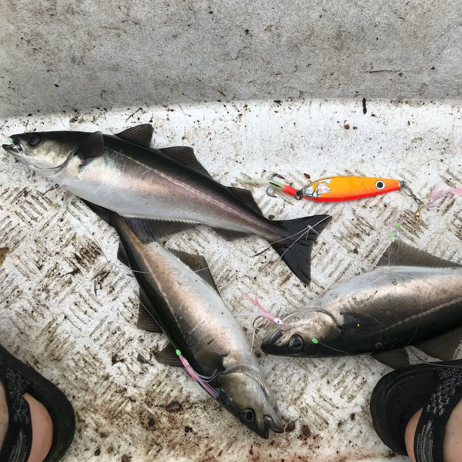 recently logged catches