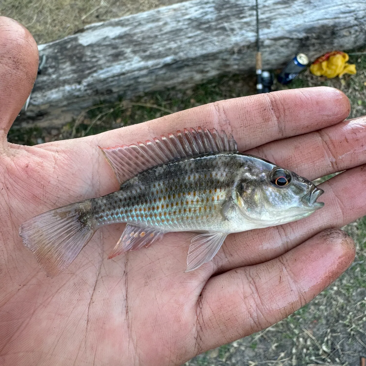 The most popular recent Three spotted tilapia catch on Fishbrain