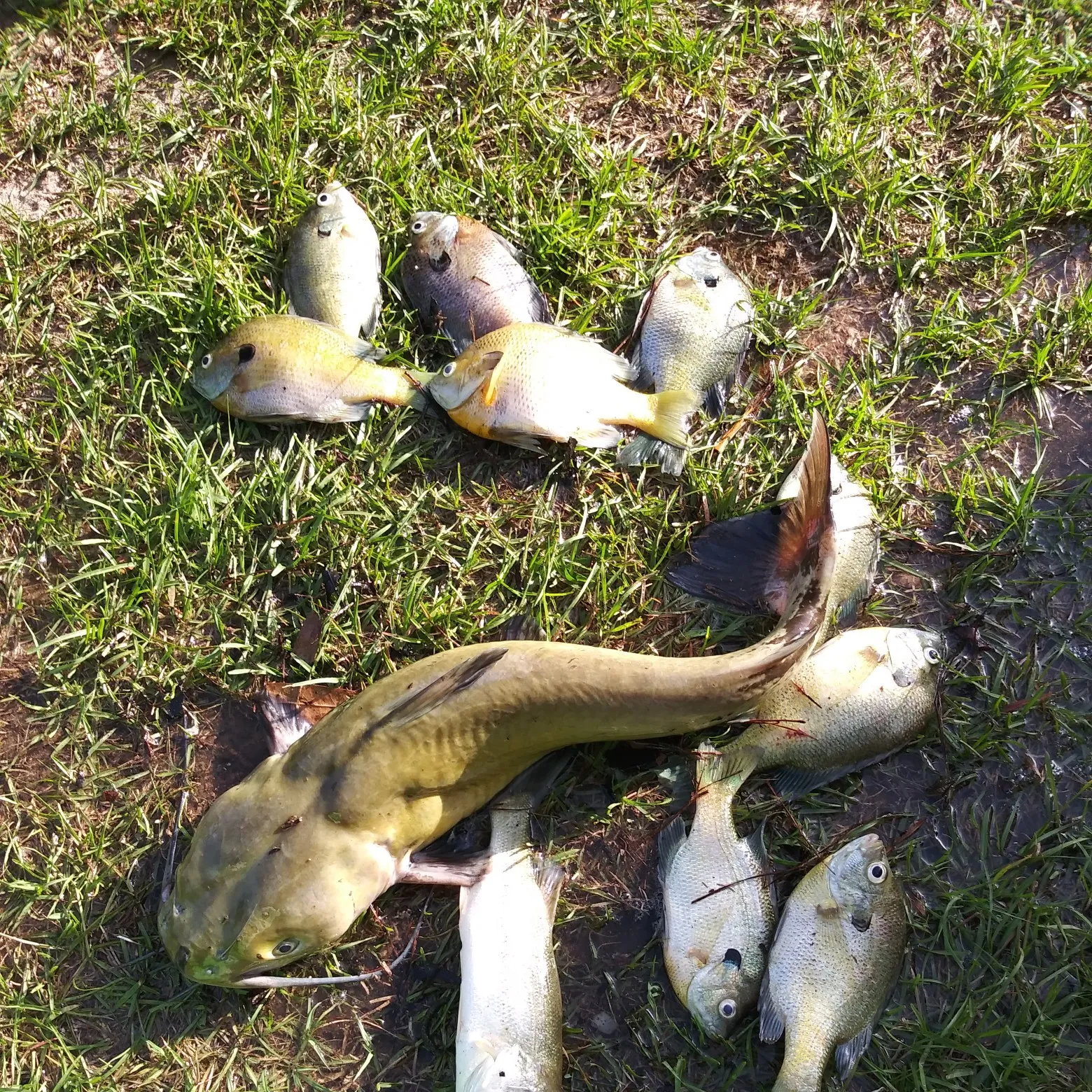 recently logged catches