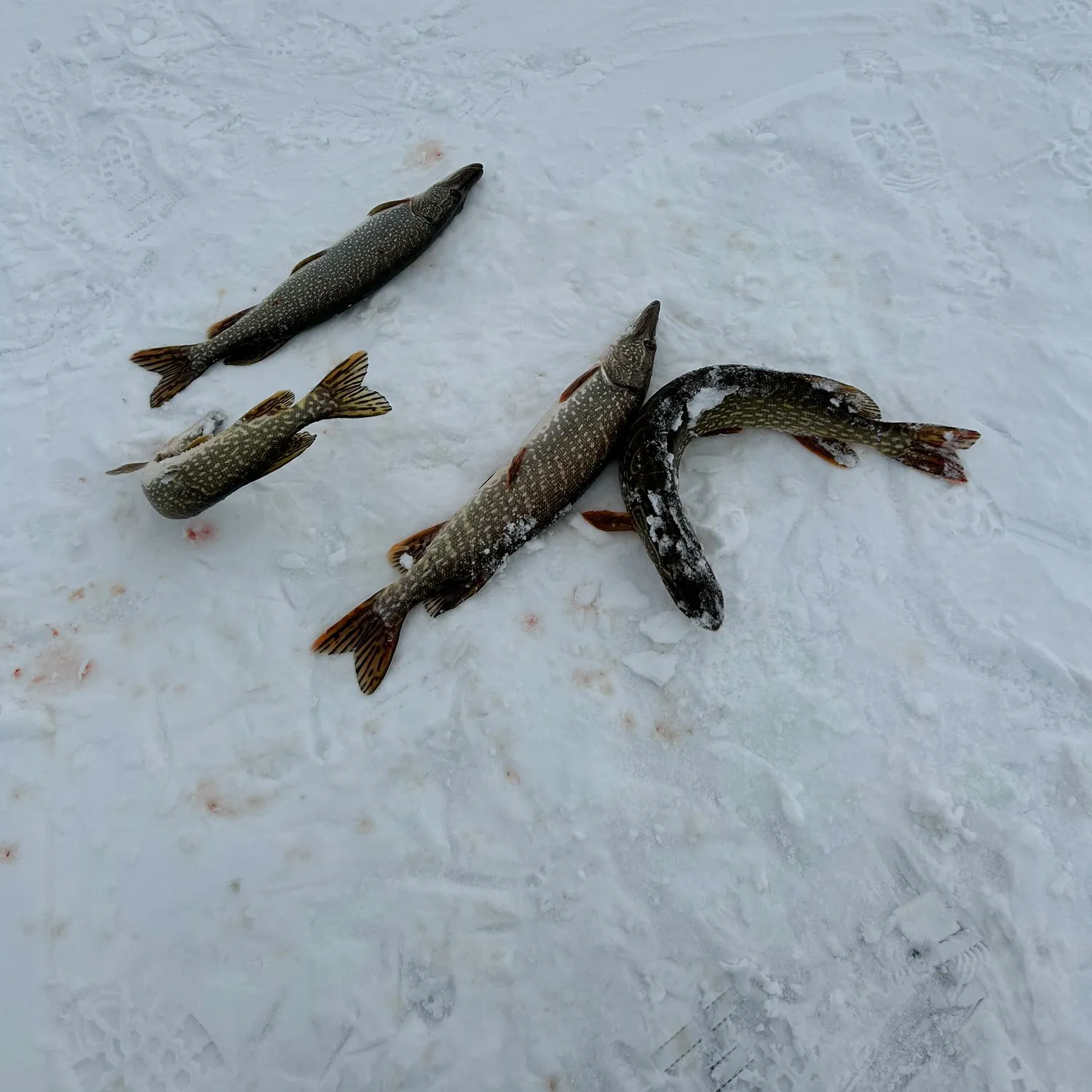 recently logged catches