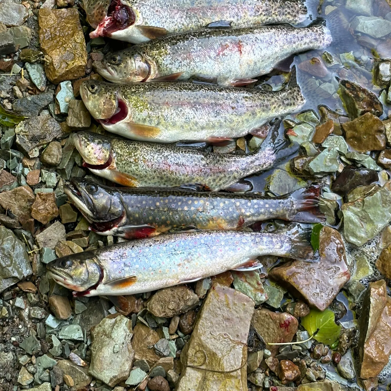 recently logged catches