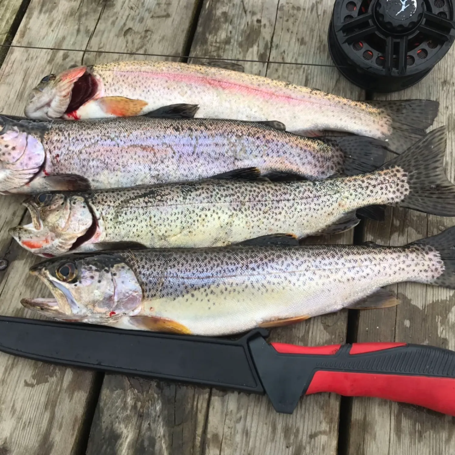 recently logged catches