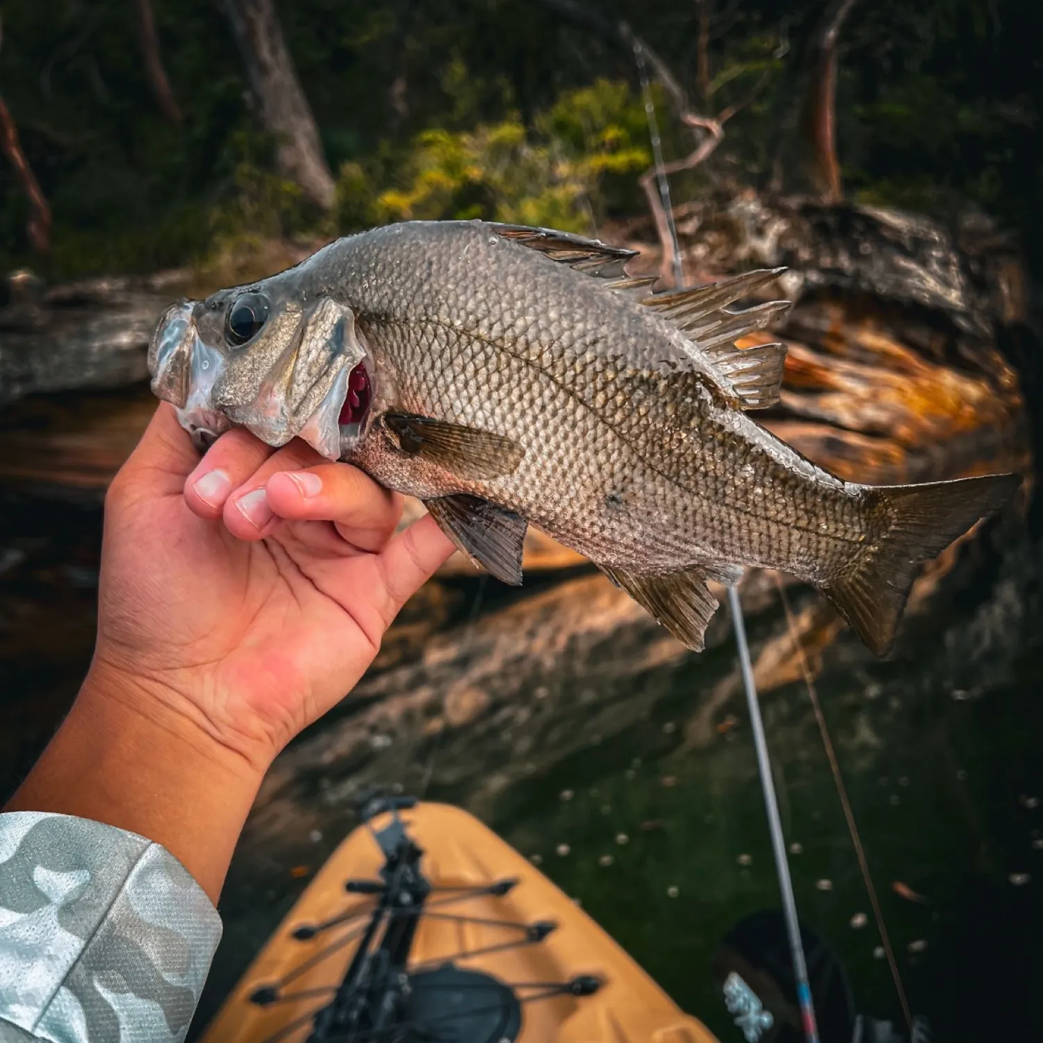 The most popular recent Estuary perch catch on Fishbrain