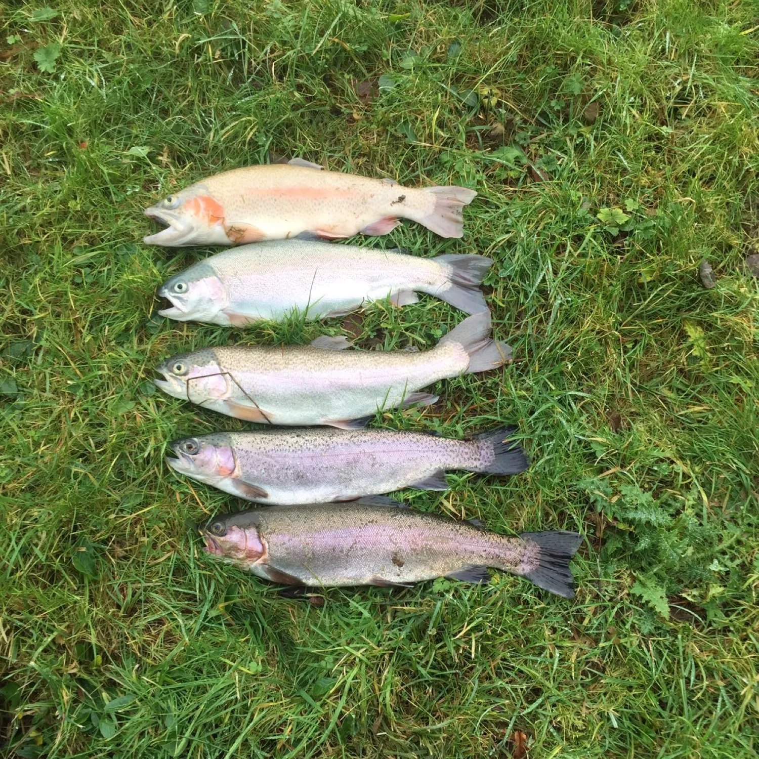 recently logged catches