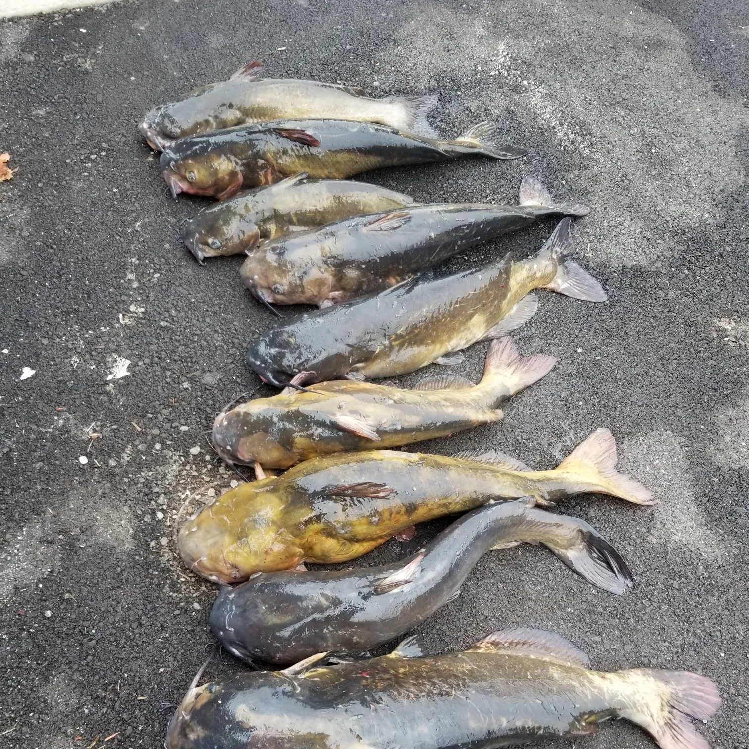 recently logged catches