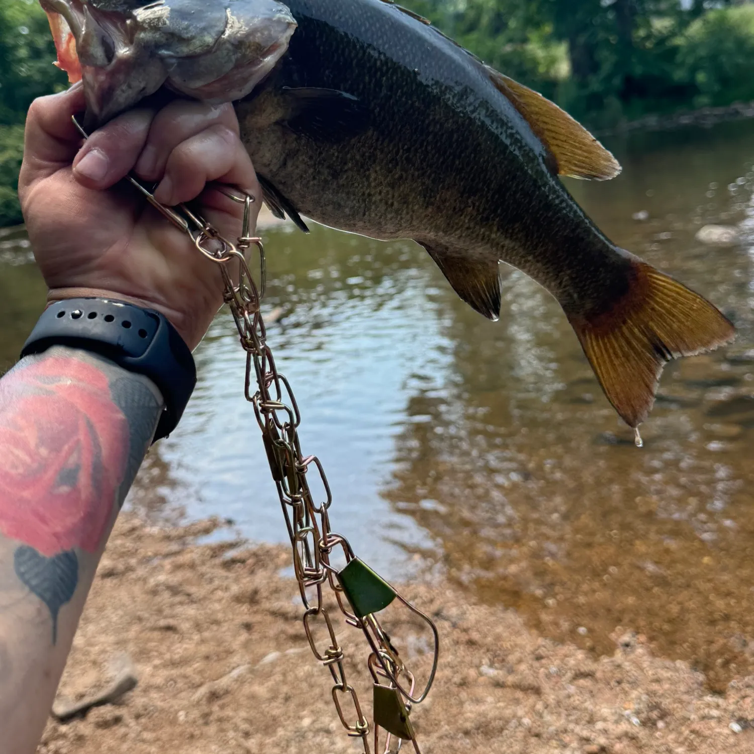 recently logged catches