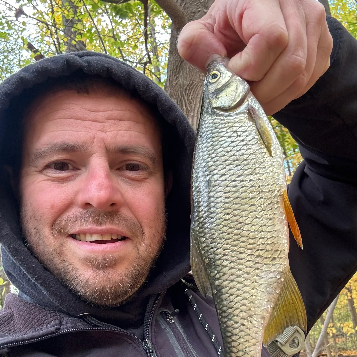 The most popular recent Golden shiner catch on Fishbrain