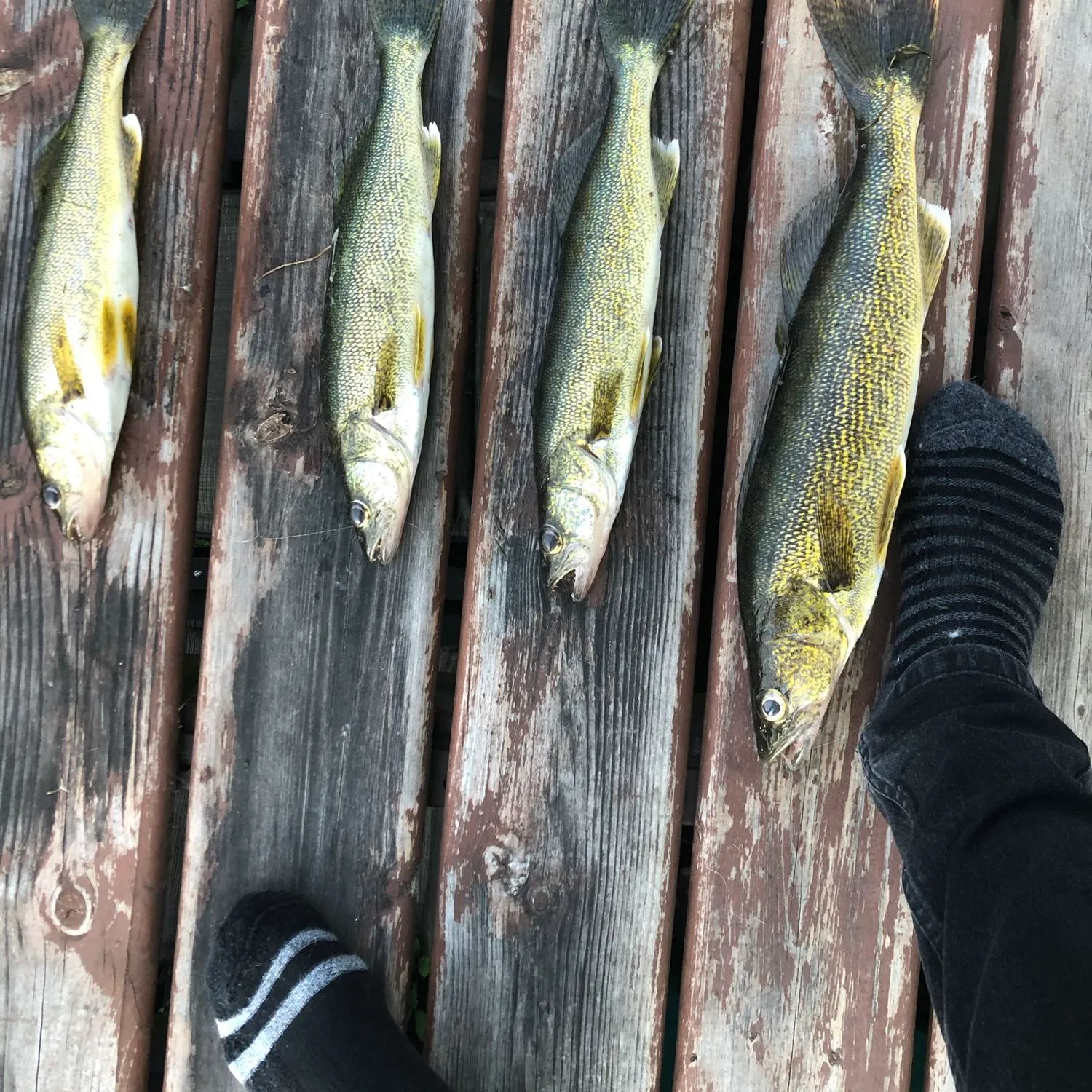 recently logged catches