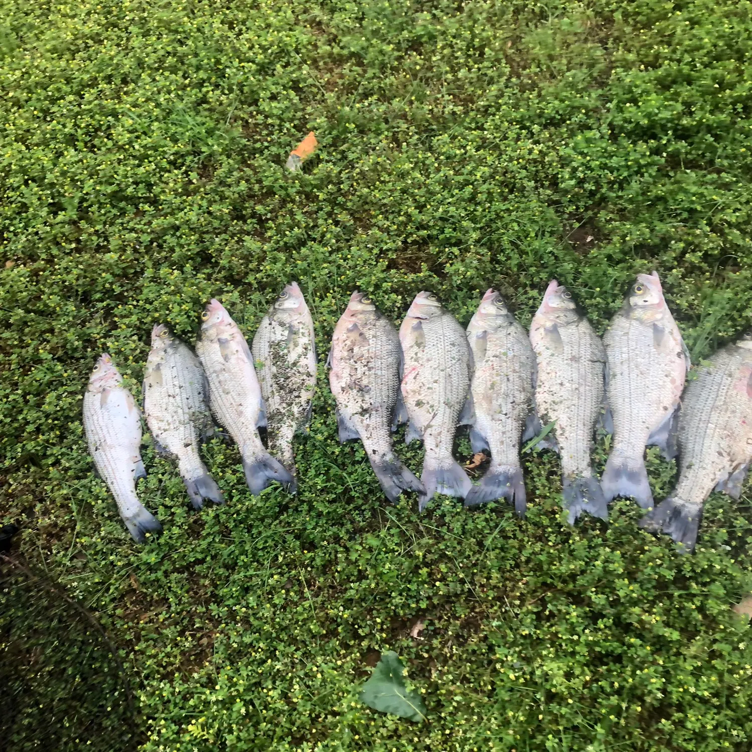 recently logged catches