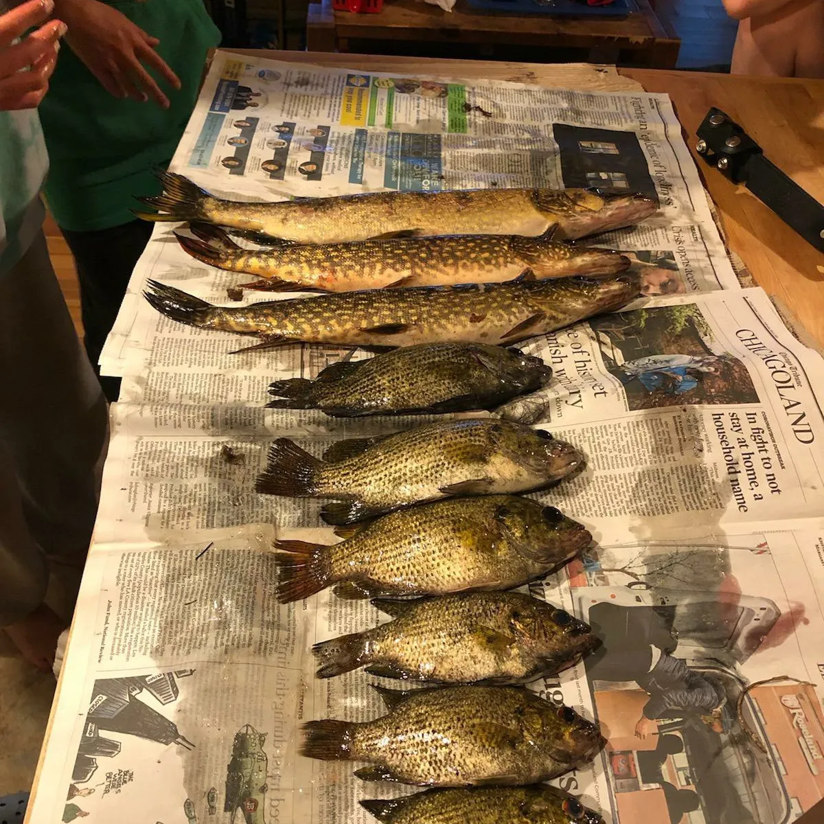 recently logged catches