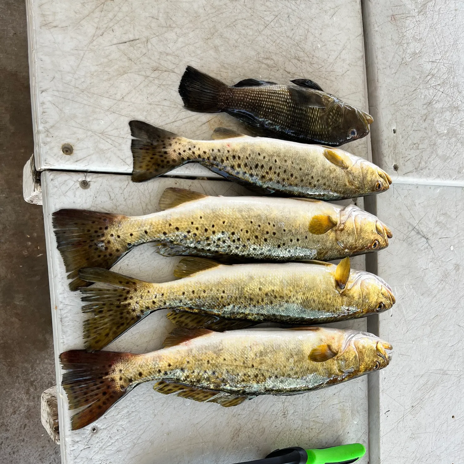 recently logged catches