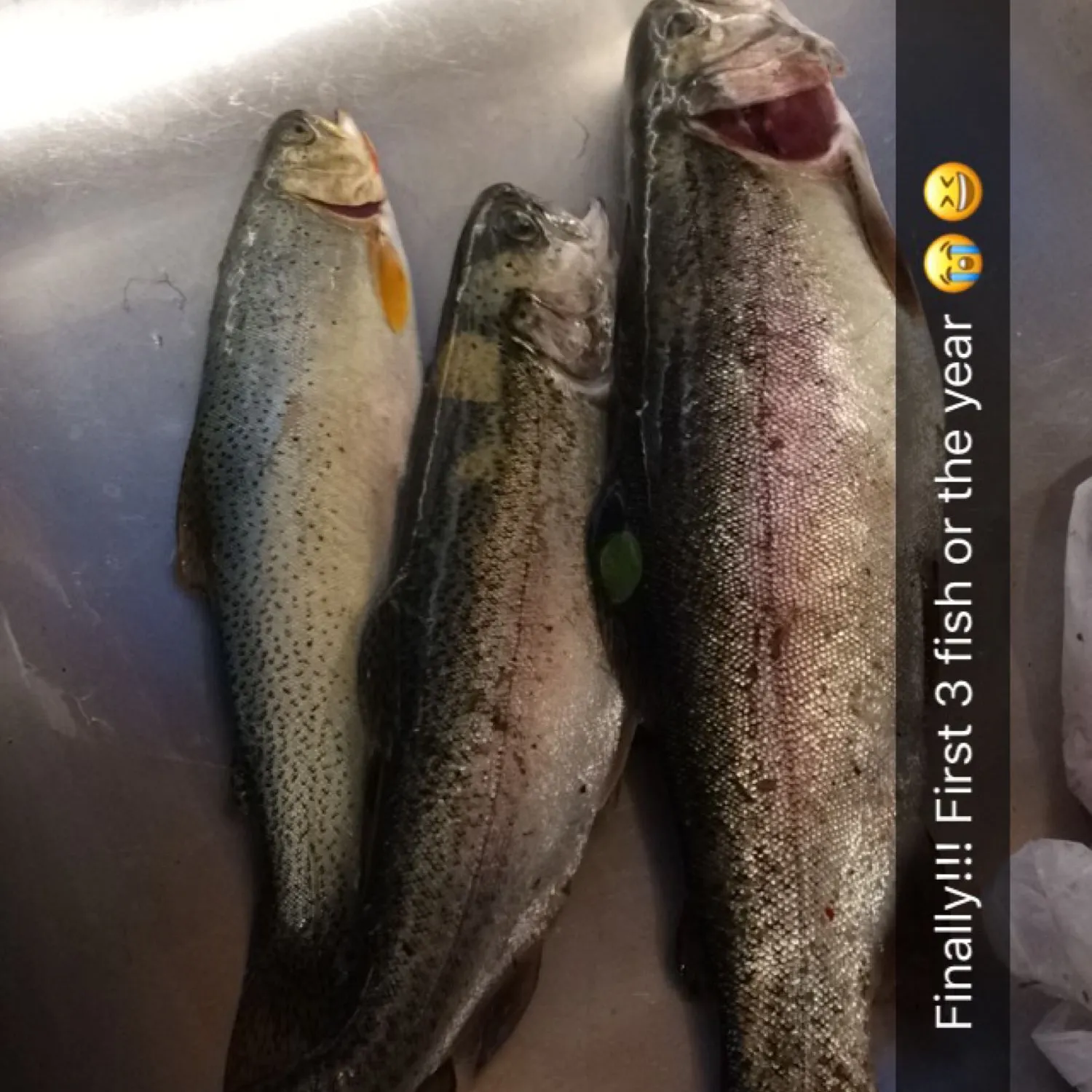 recently logged catches