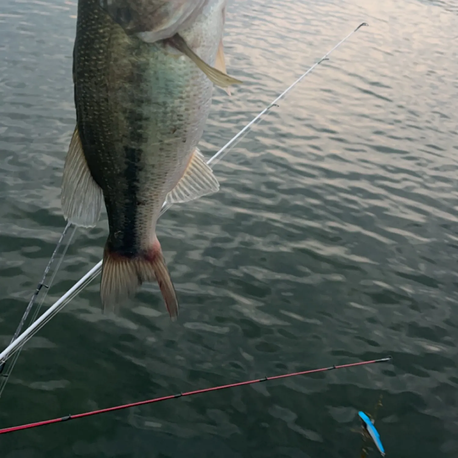 ᐅ Baw Beese Lake fishing reports🎣• Hillsdale, MI (United States) fishing