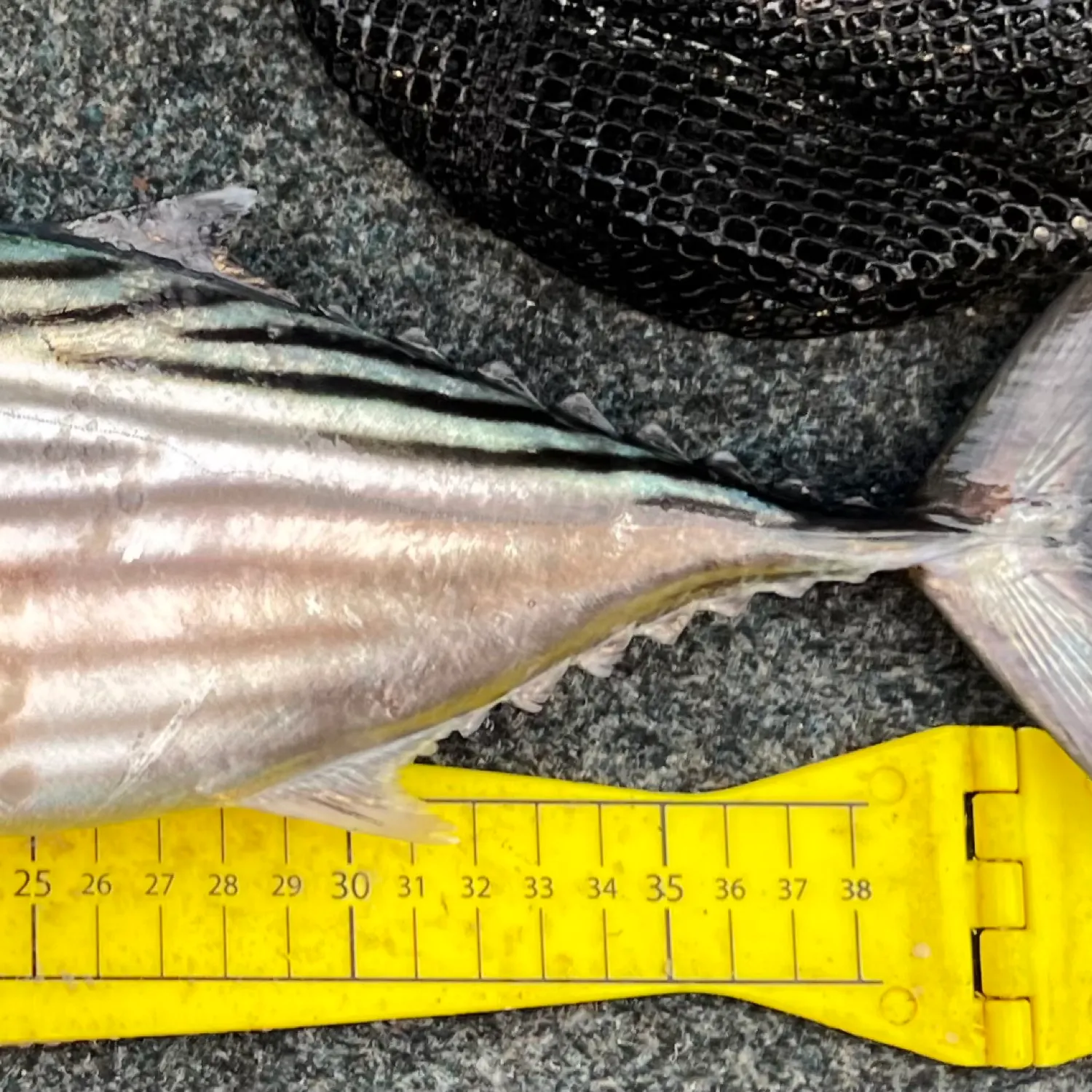 The most popular recent Australian bonito catch on Fishbrain