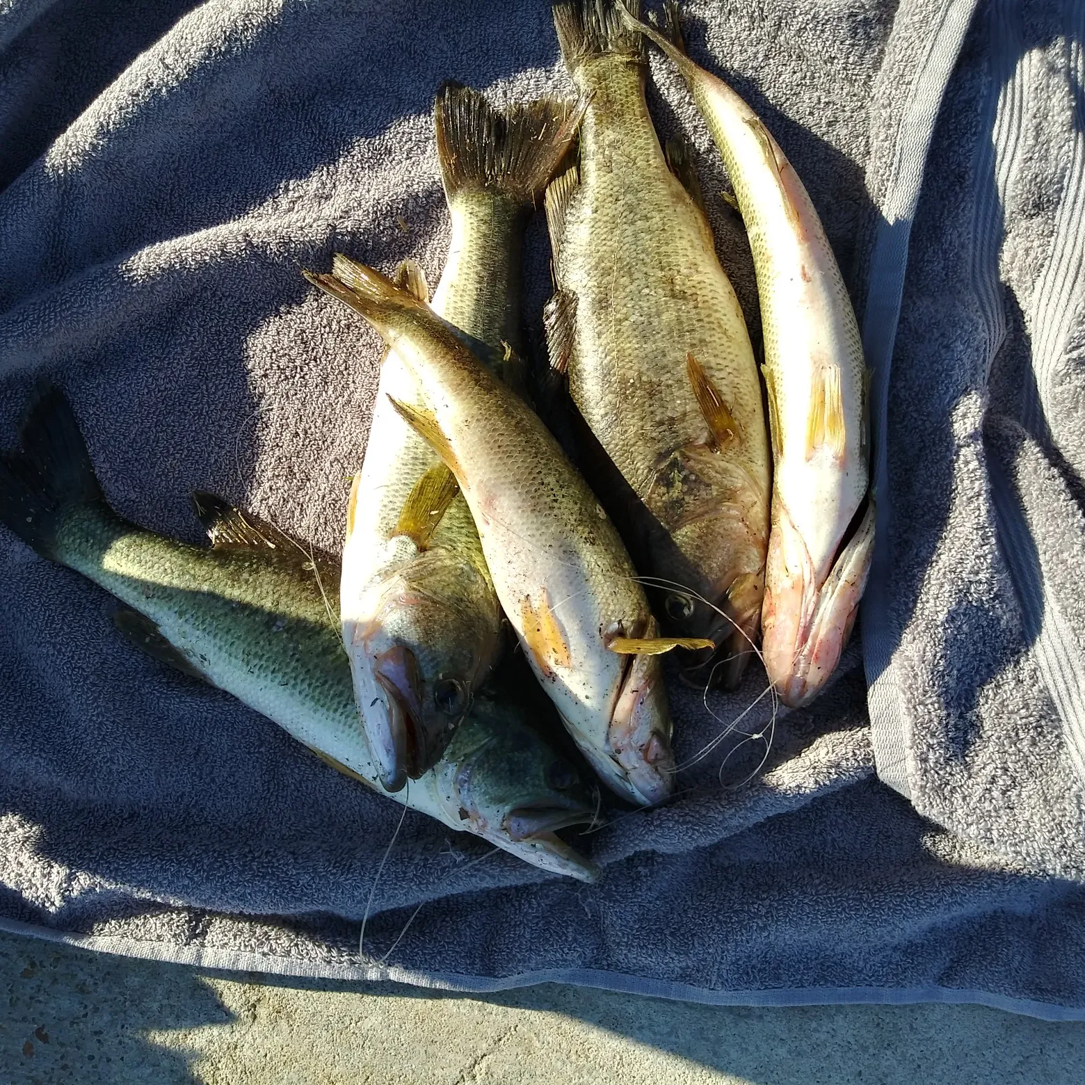 recently logged catches