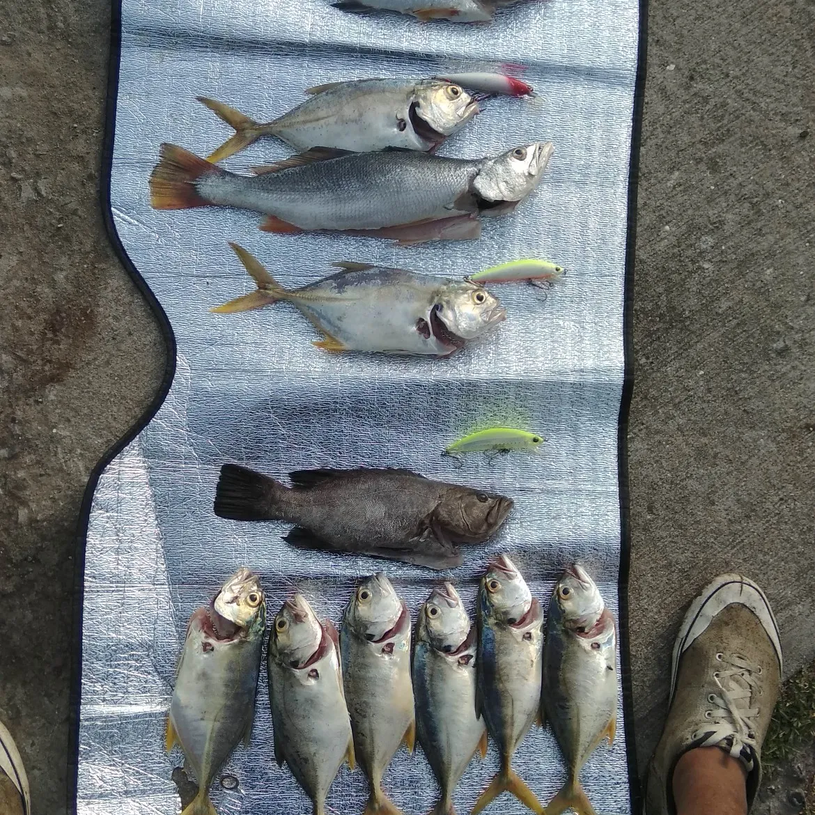 recently logged catches