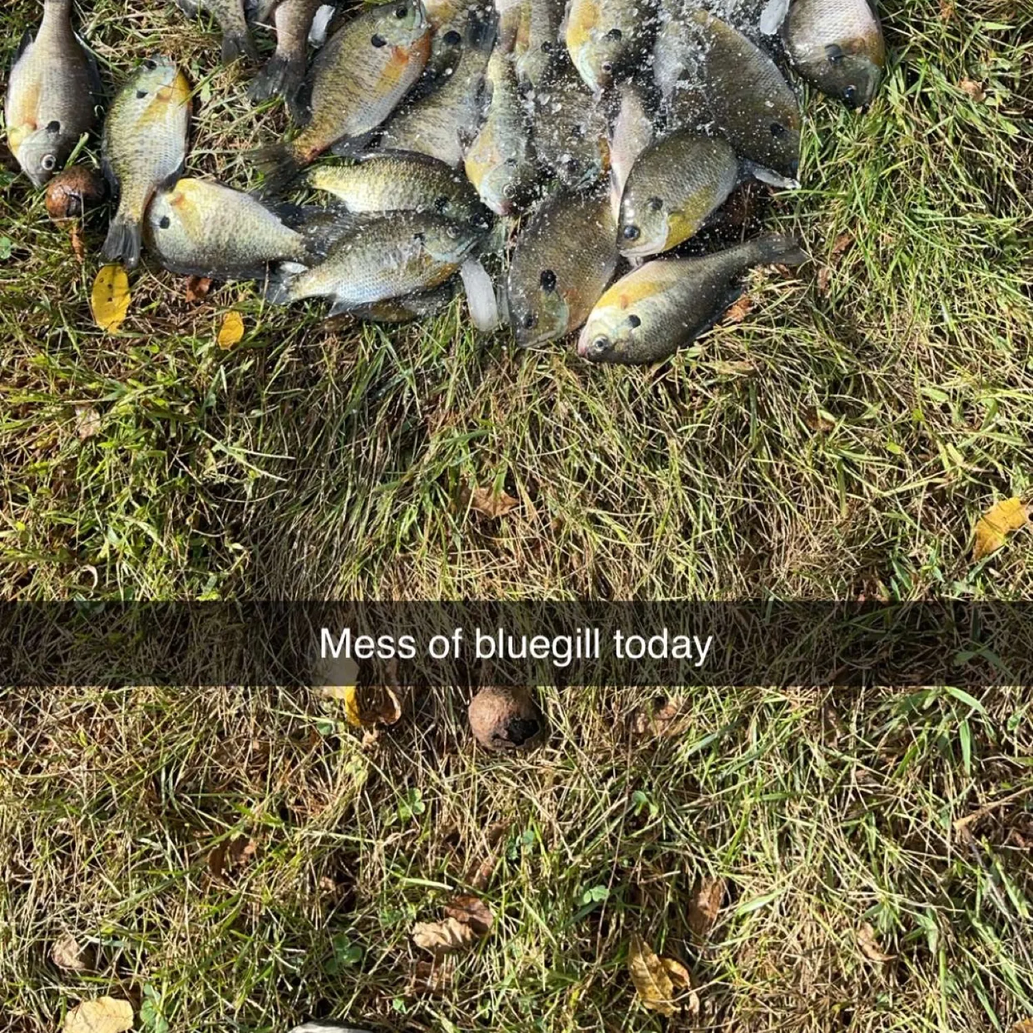 recently logged catches