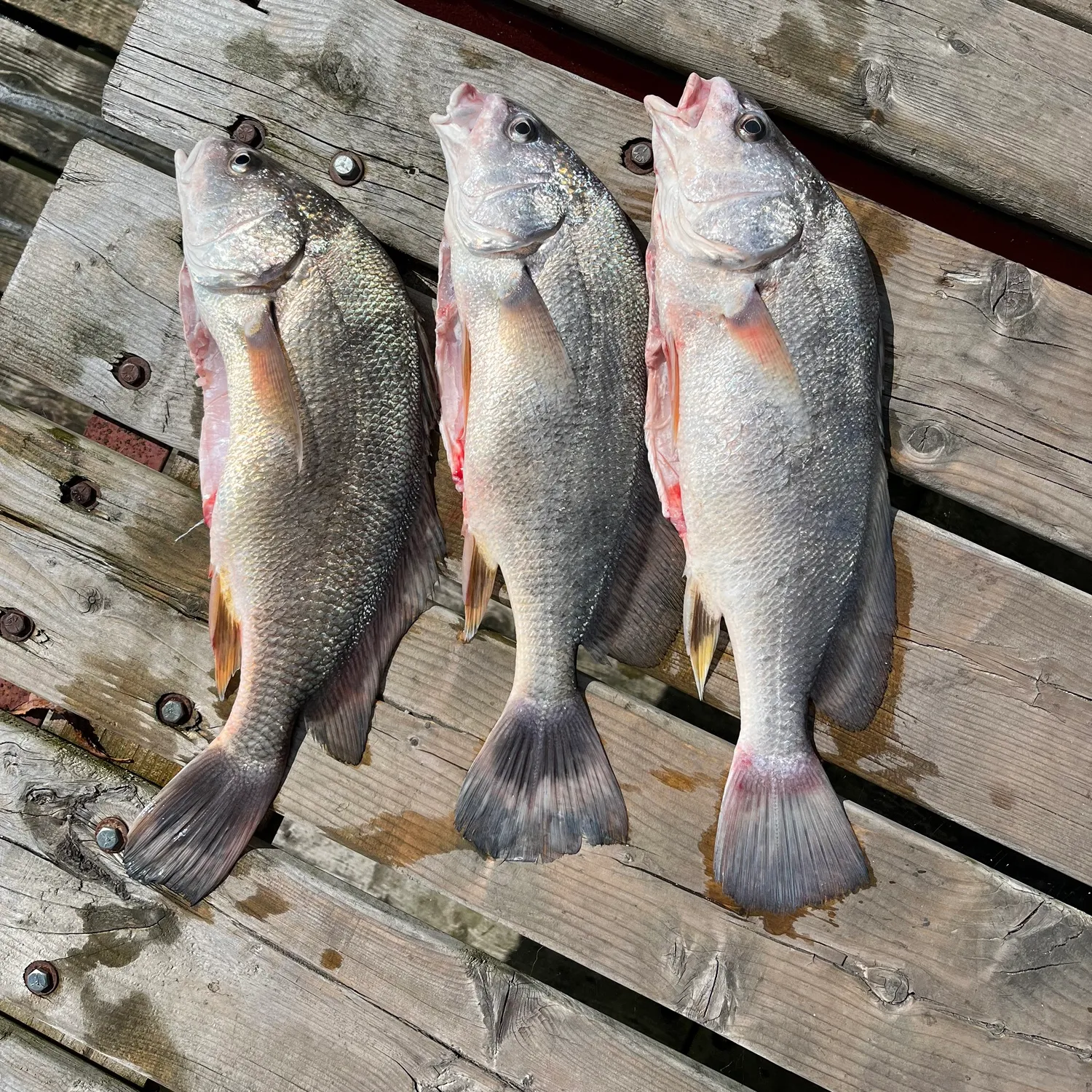 recently logged catches