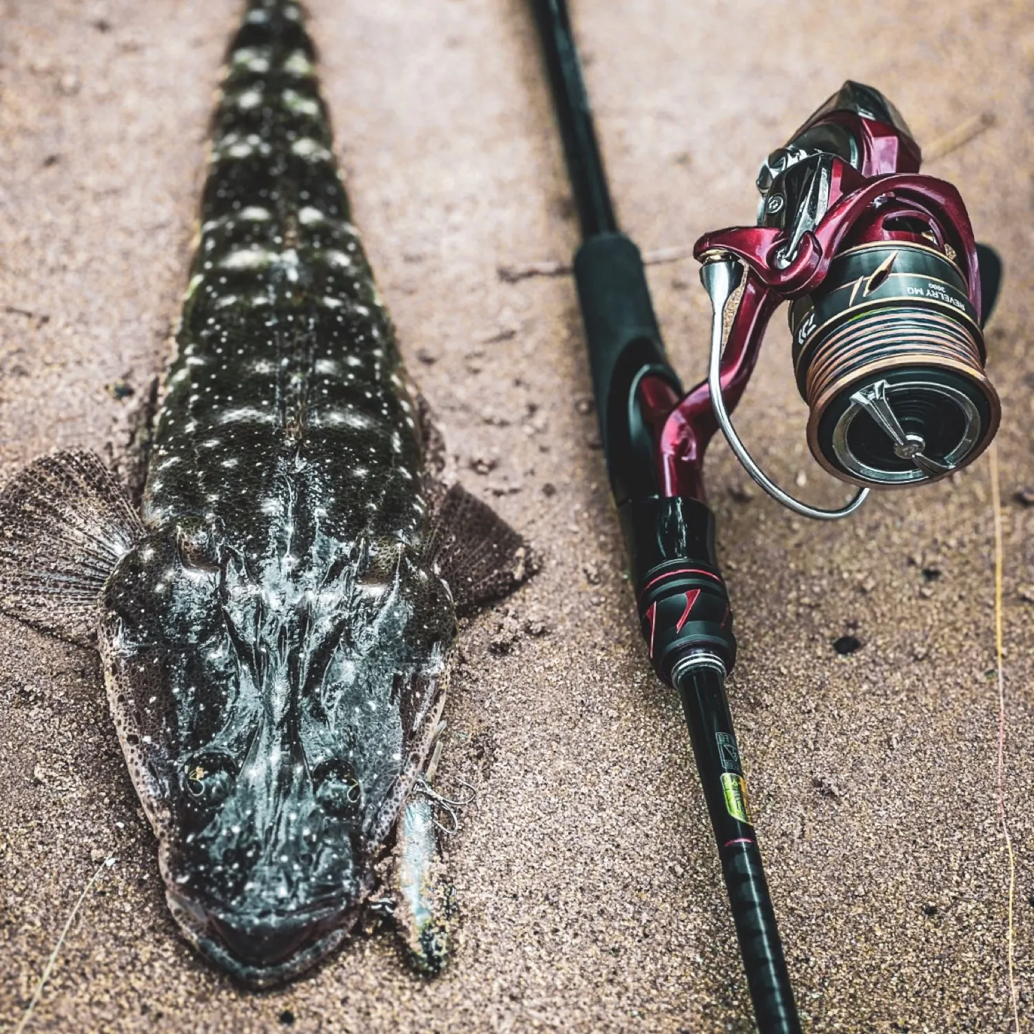 The most popular recent Dusky flathead catch on Fishbrain