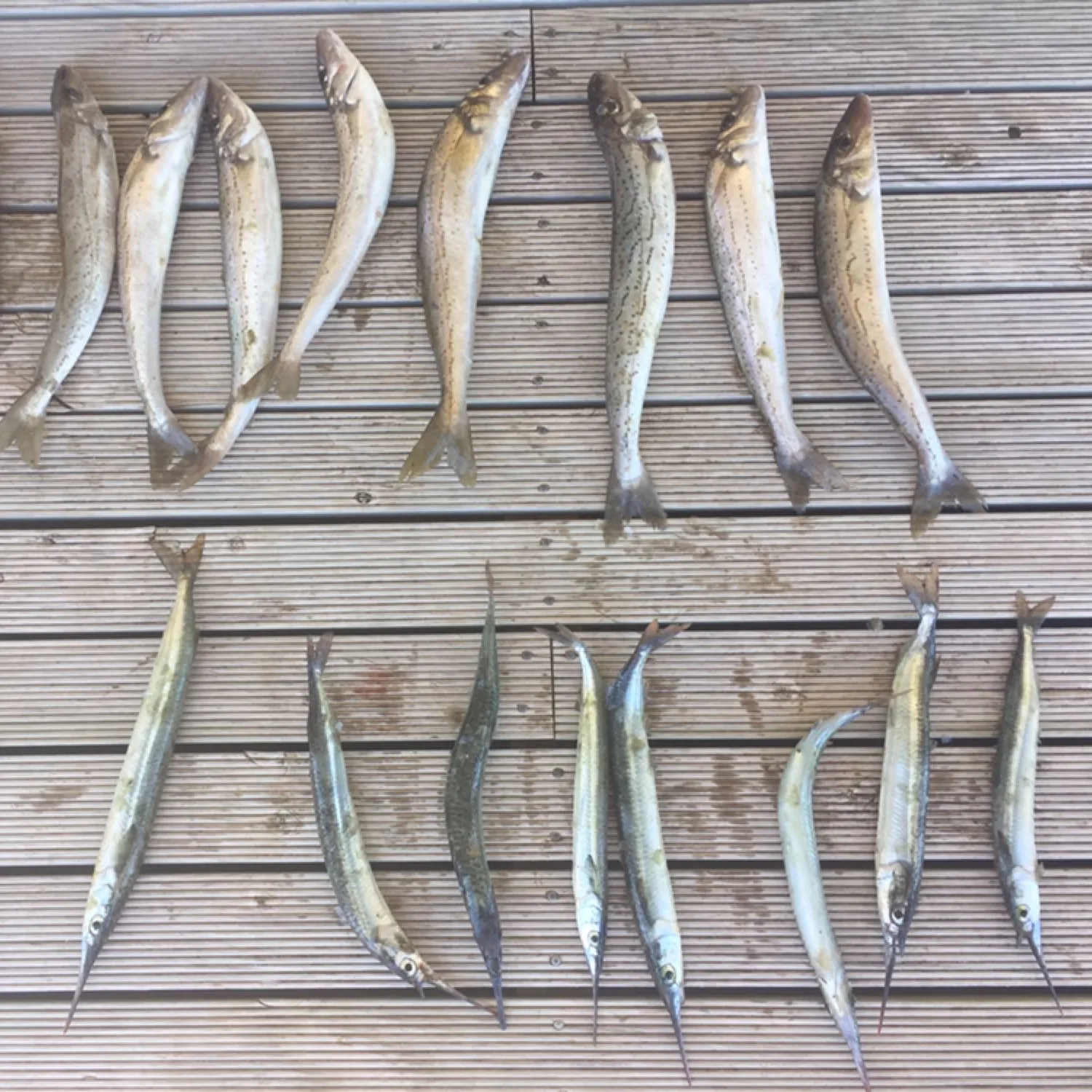 recently logged catches