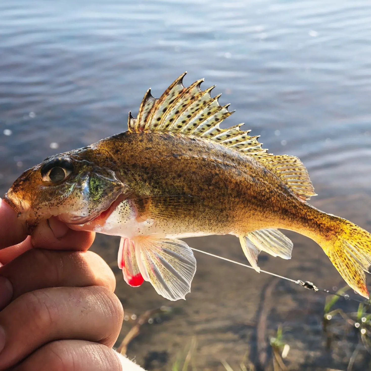 The most popular recent Ruffe catch on Fishbrain