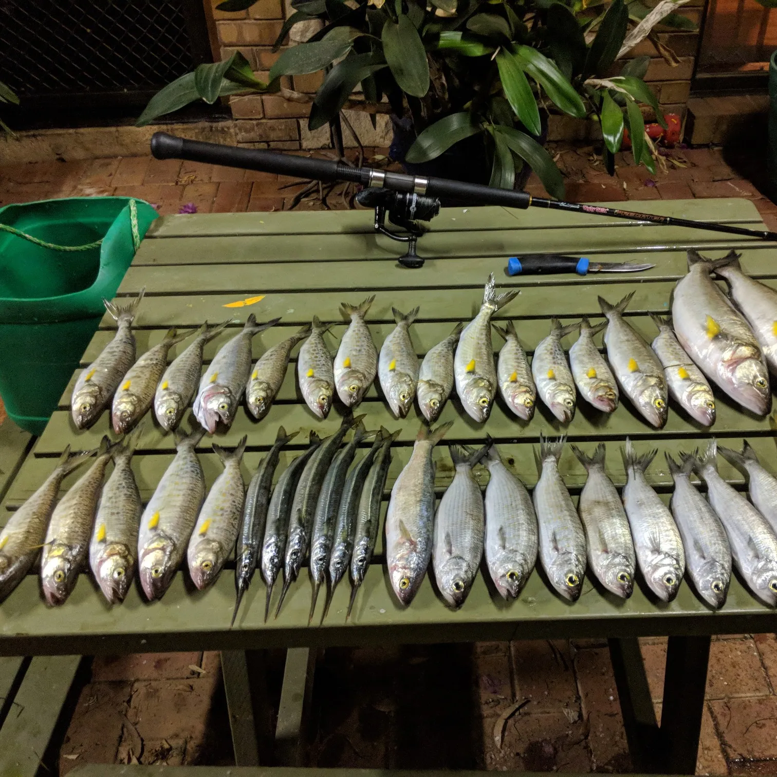 recently logged catches