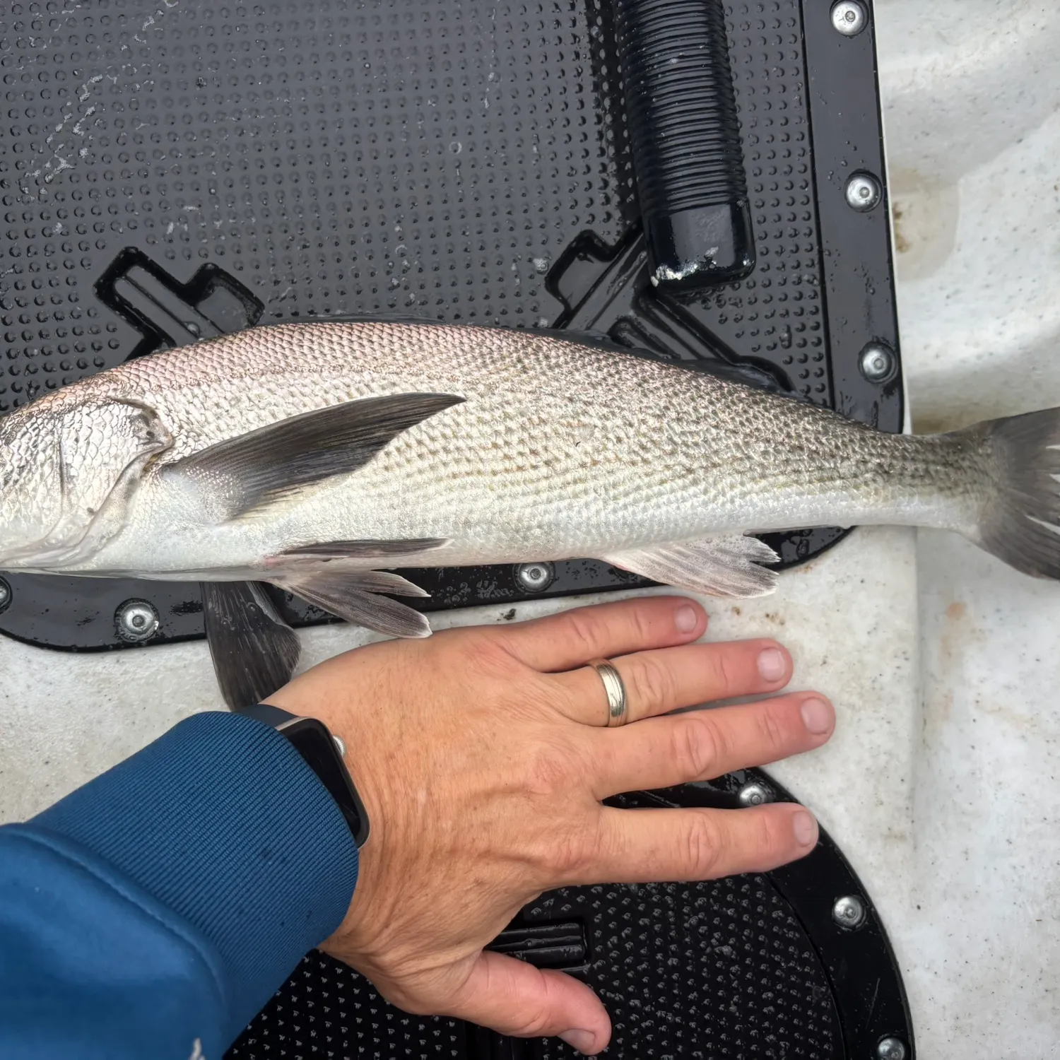 The most popular recent California corbina catch on Fishbrain