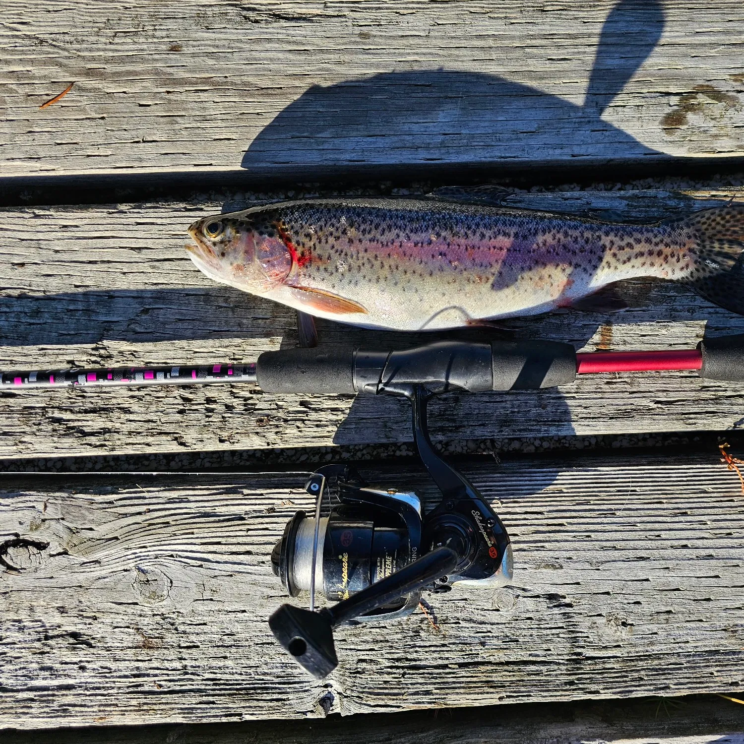 recently logged catches