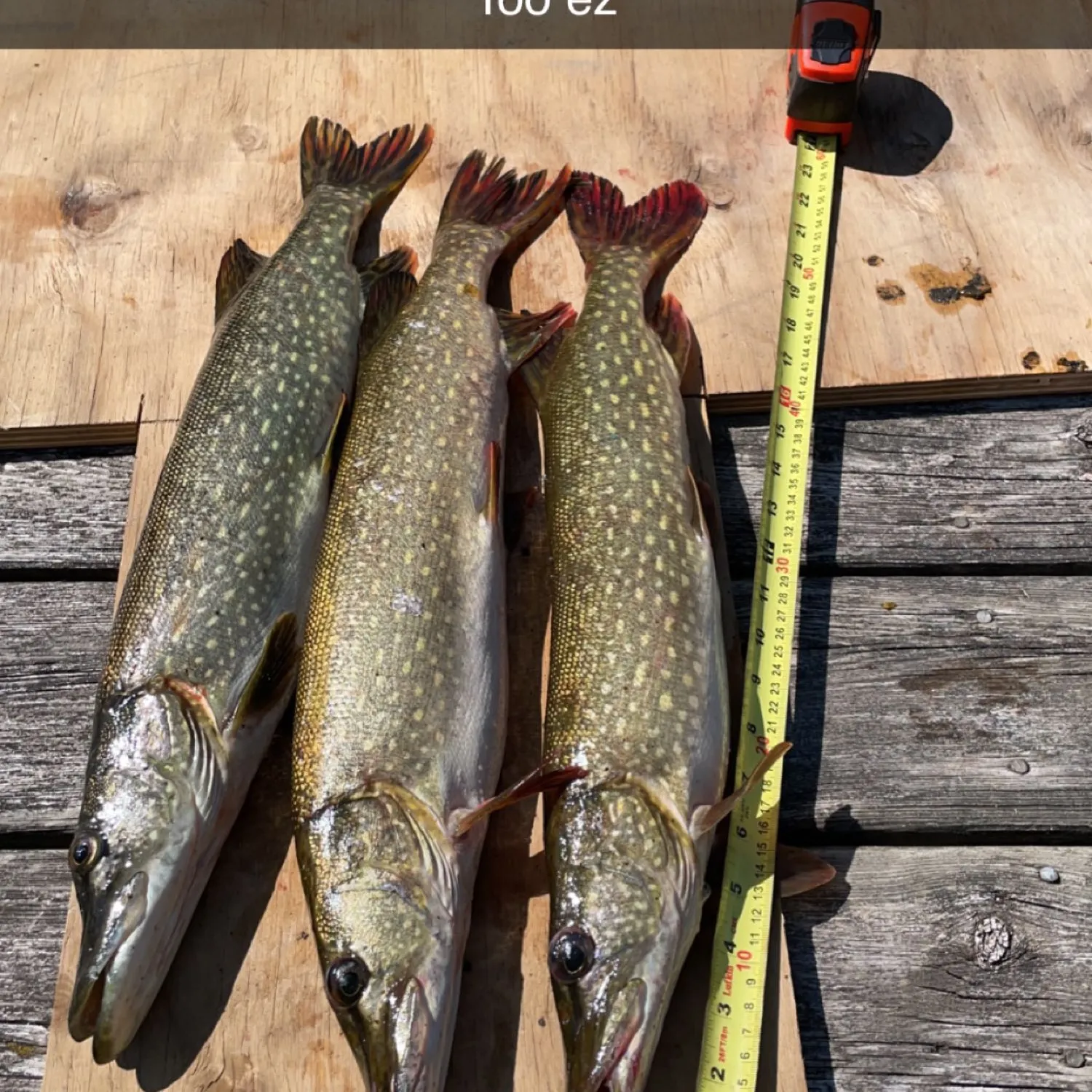 recently logged catches