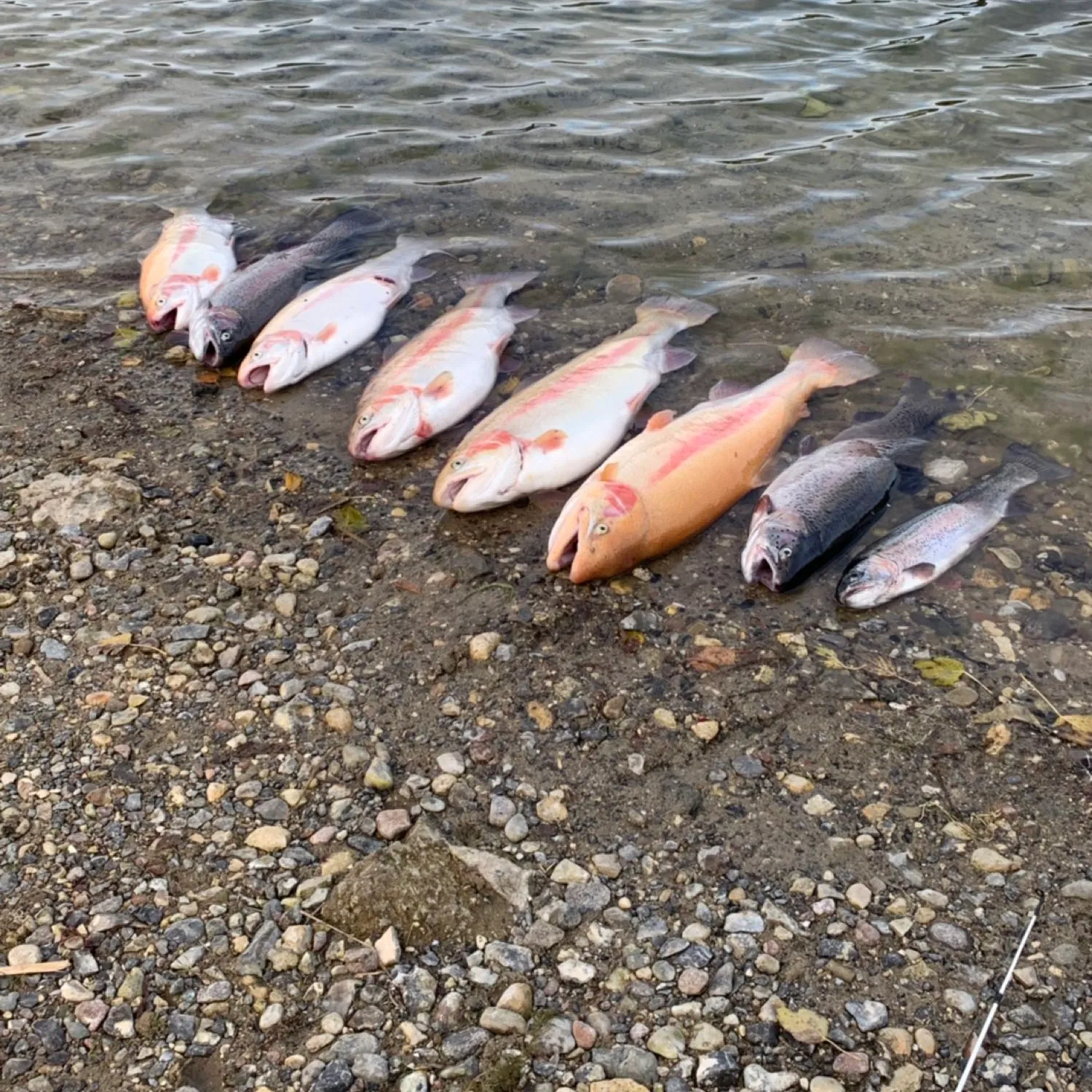 recently logged catches