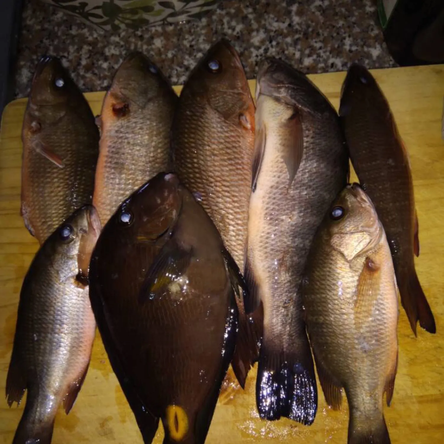 recently logged catches