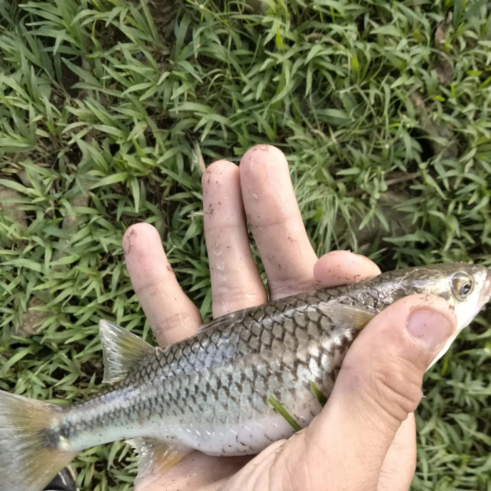 The most popular recent South African striped mullet catch on Fishbrain