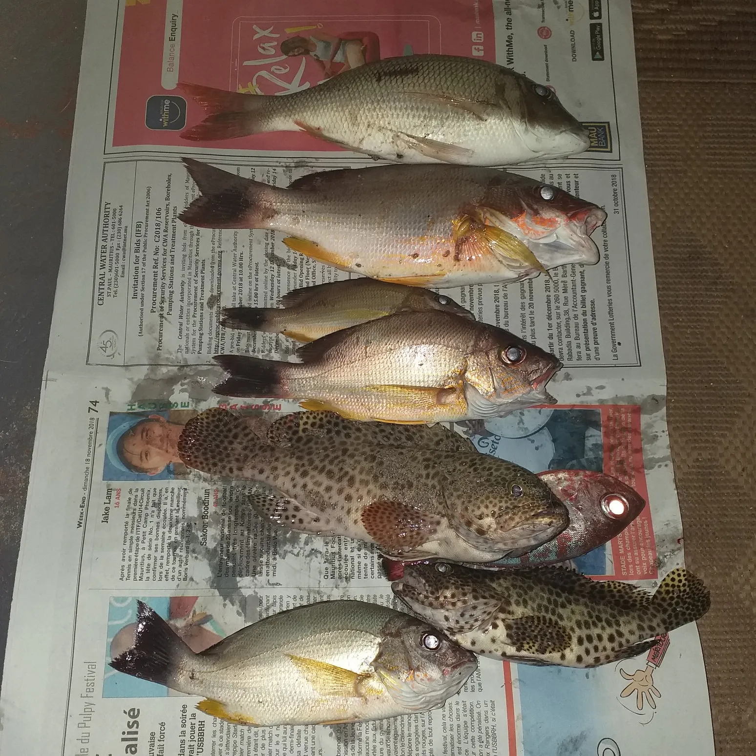 recently logged catches