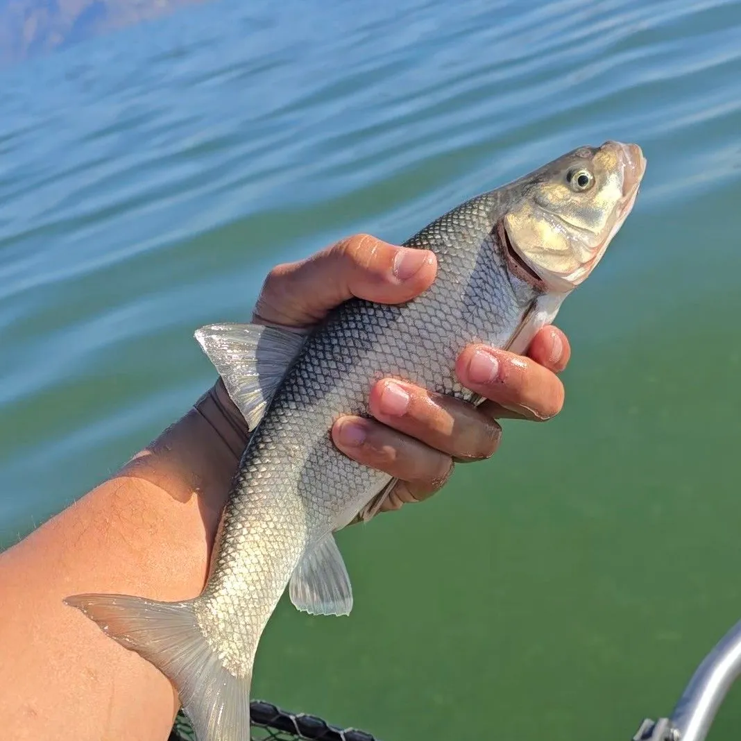 The most popular recent Tui chub catch on Fishbrain