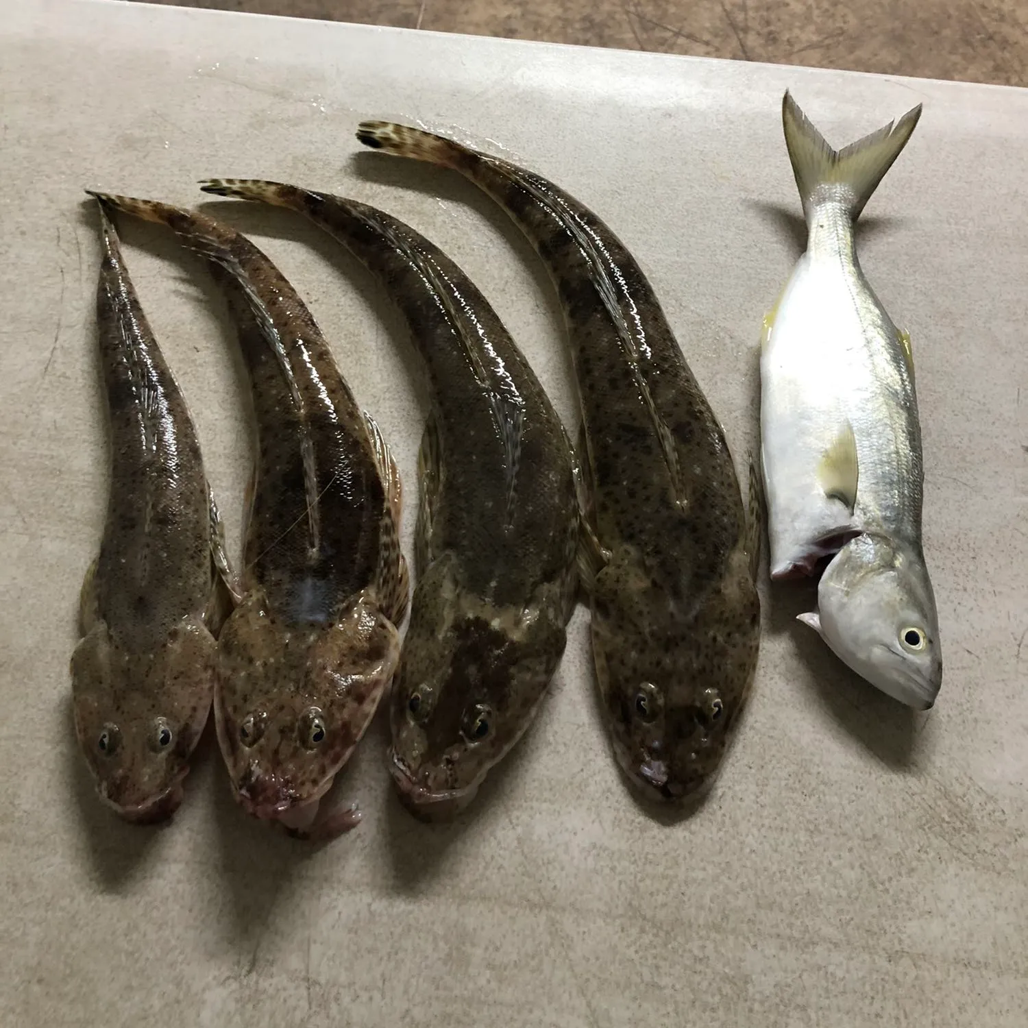 recently logged catches