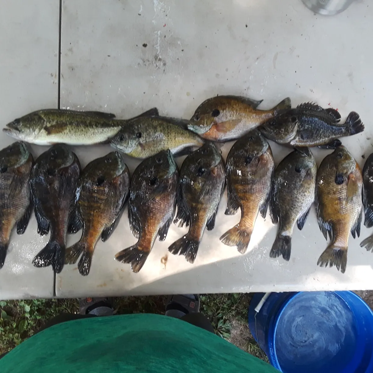 recently logged catches