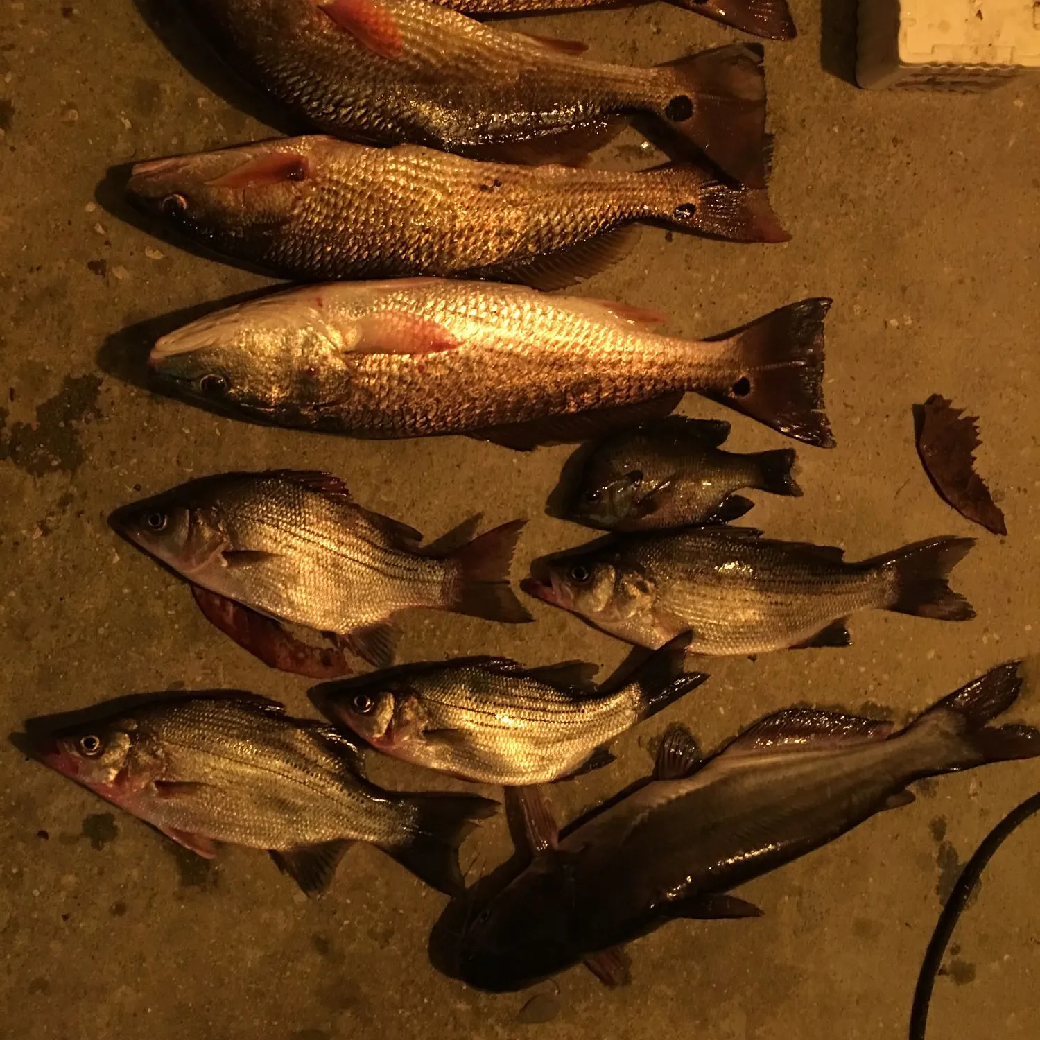 recently logged catches