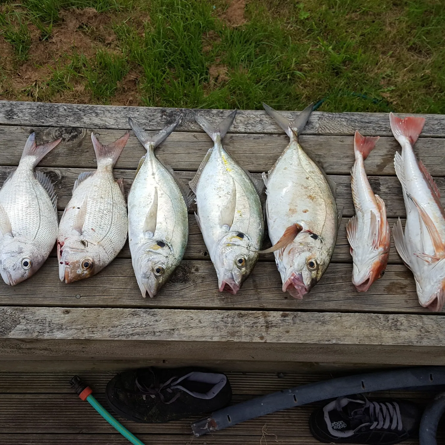 recently logged catches