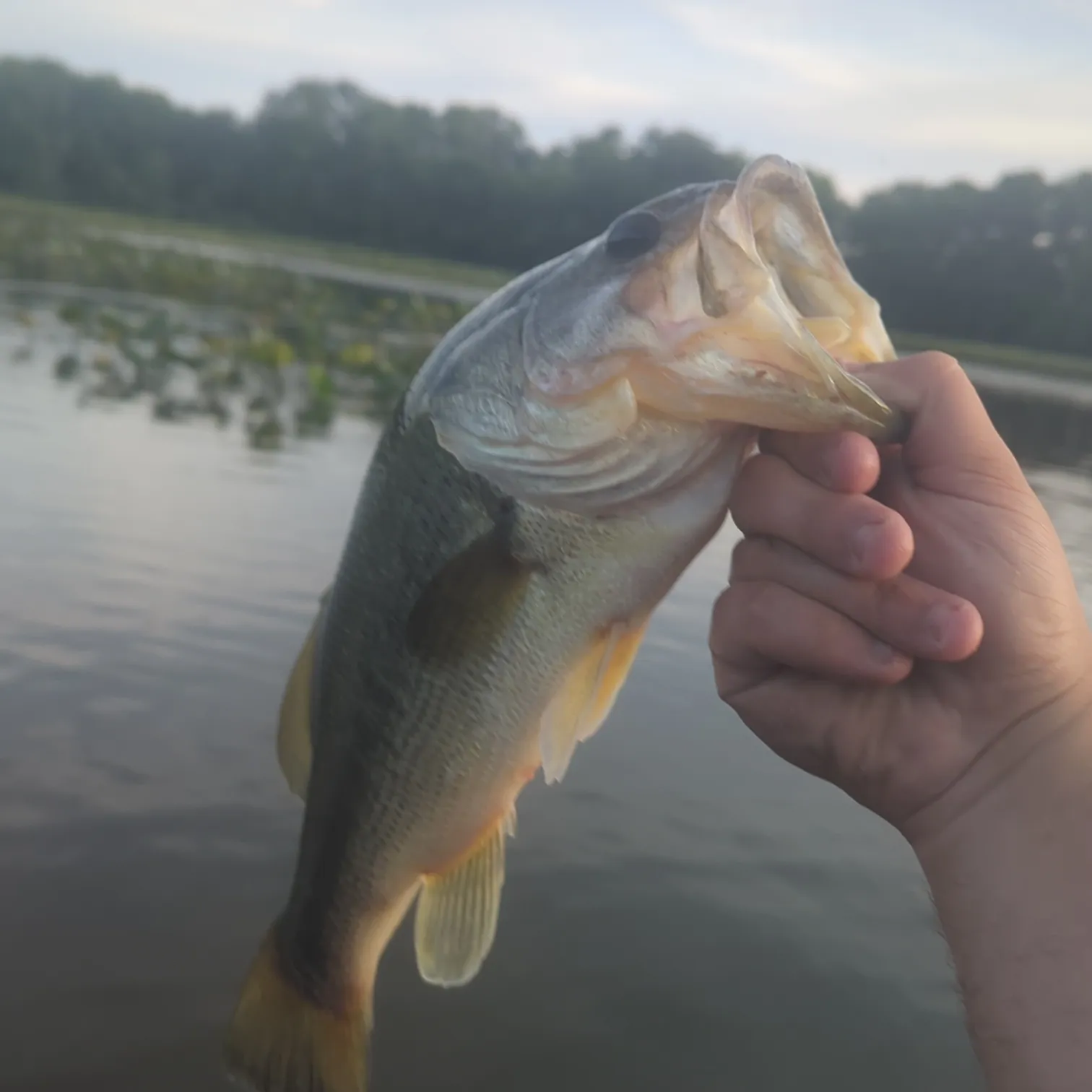 ᐅ Assunpink Lake fishing reports🎣• East Windsor, NJ (United States) fishing