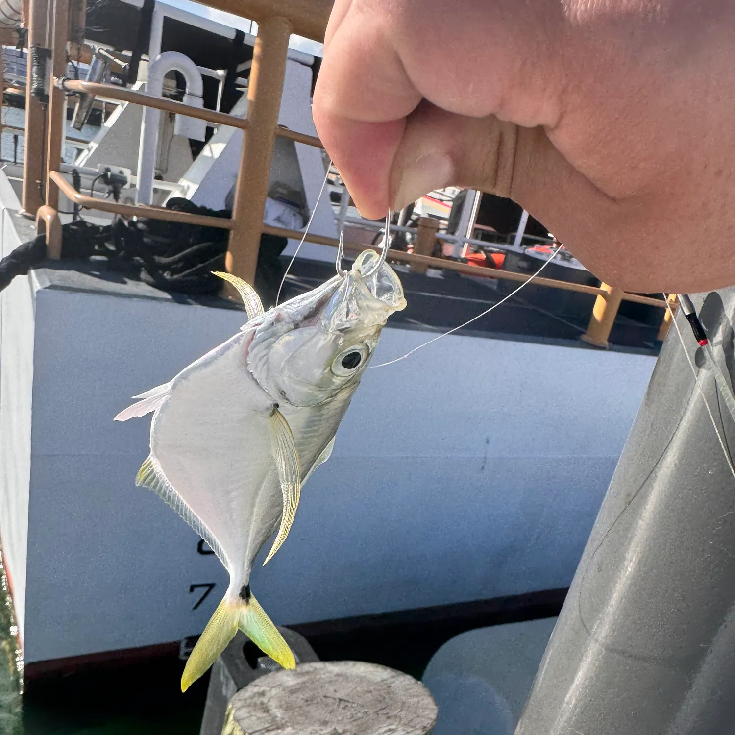 The most popular recent Atlantic bumper catch on Fishbrain