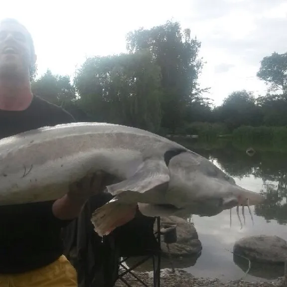 The most popular recent Green sturgeon catch on Fishbrain