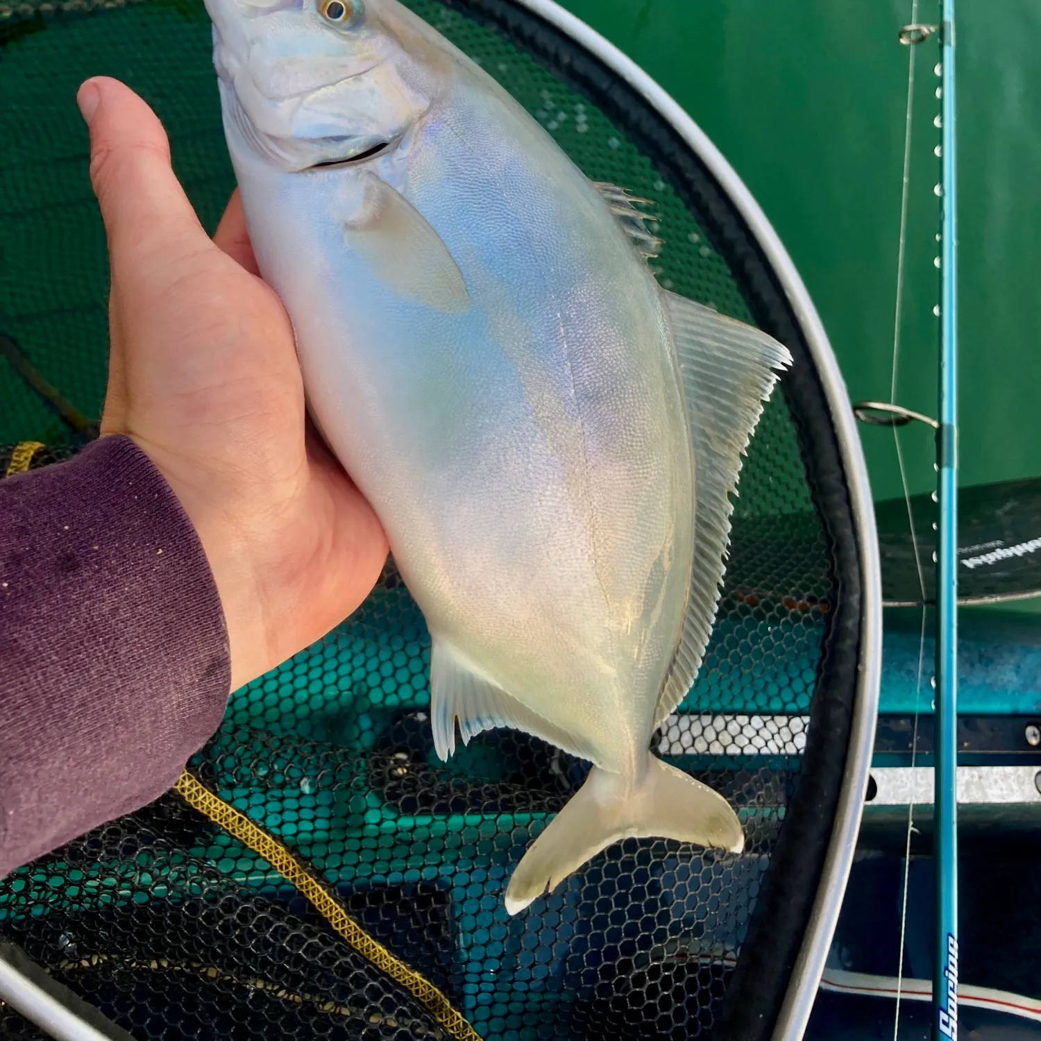 The most popular recent Banded Rudderfish catch on Fishbrain