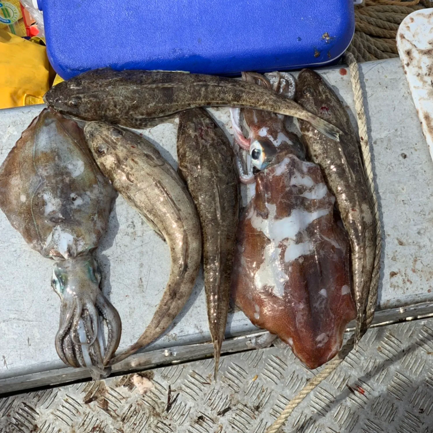 recently logged catches