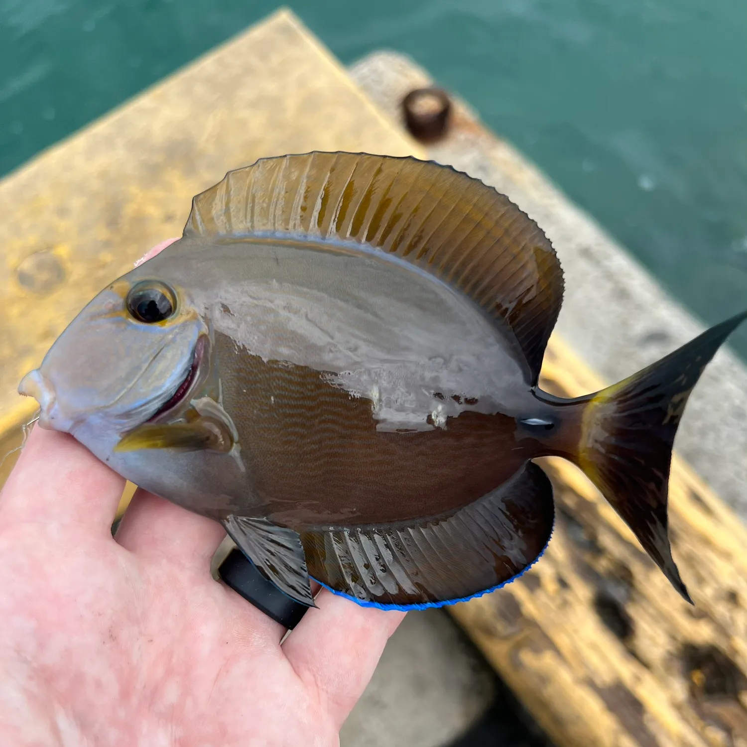 The most popular recent Eyestripe surgeonfish catch on Fishbrain