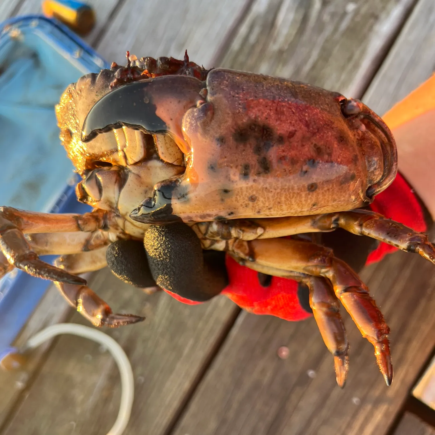 The most popular recent Florida stone crab catch on Fishbrain